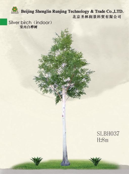真白桦树SLBH037