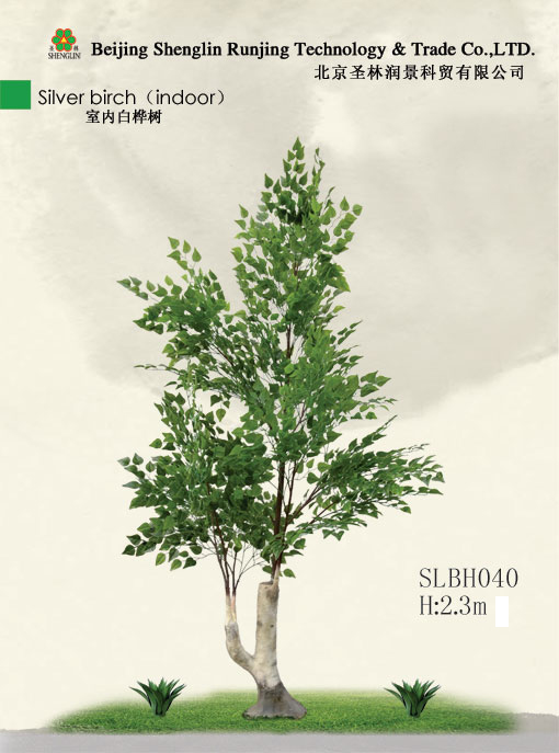 真白桦树SLBH040
