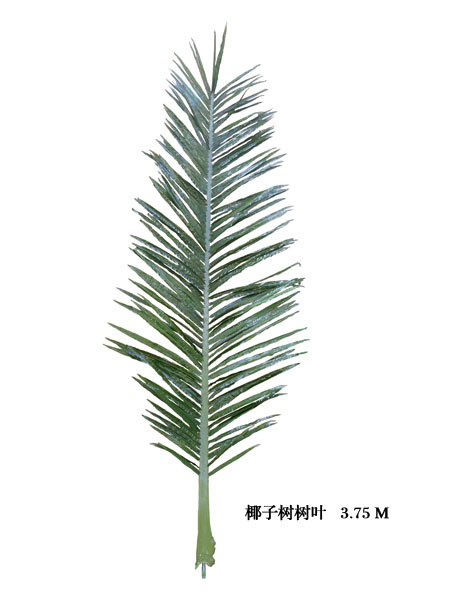 Palm tree leaves--3.75M