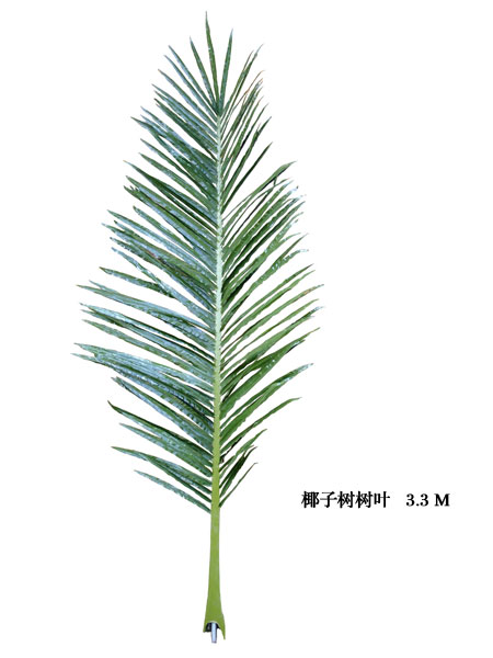 Palm tree leaves--3.3M