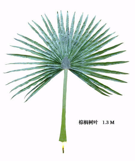 Palm tree leaves1.3M