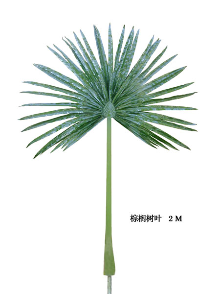 Palm tree leaves2M
