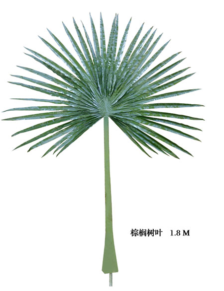 Palm tree leaves1.8M