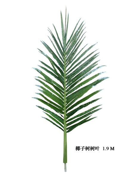 Palm tree leaves1.9M