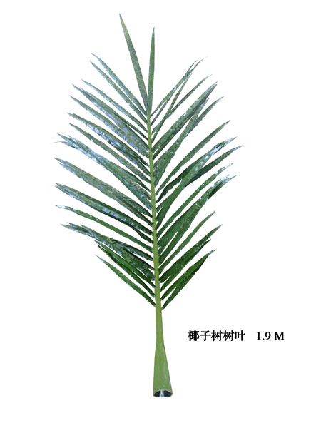 Palm tree leaves1.9M