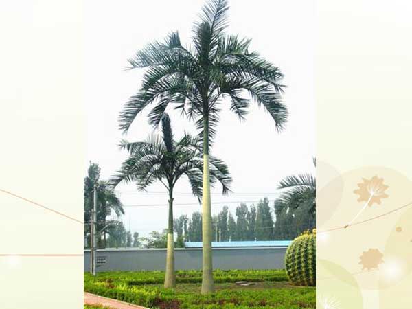 Coconut tree in BeiJing