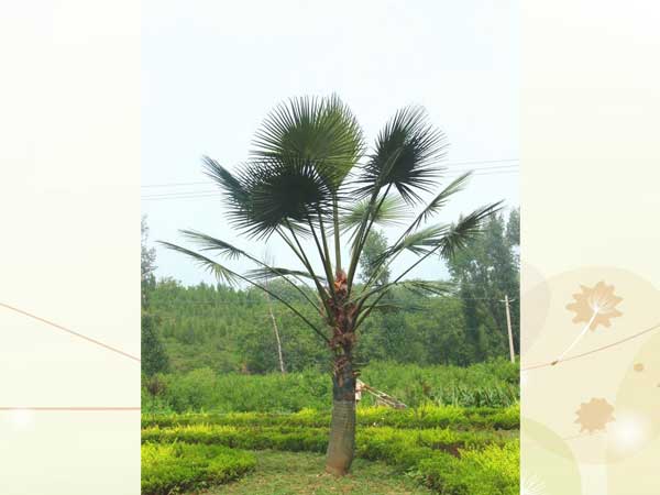 Coconut tree in BeiJing