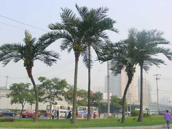 Coconut tree in beijing