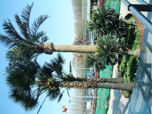 Coconut tree in HeNan