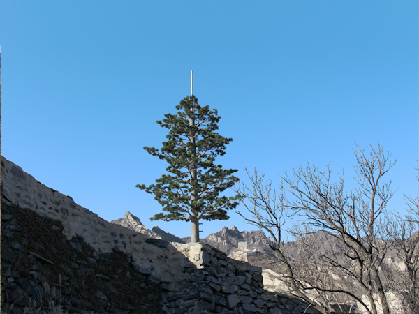 Pine tree in Great wall