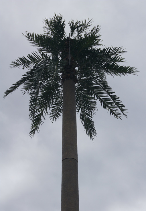 Date palm tree with Signal Tower