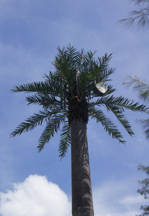Date palm tree with Signal Tower